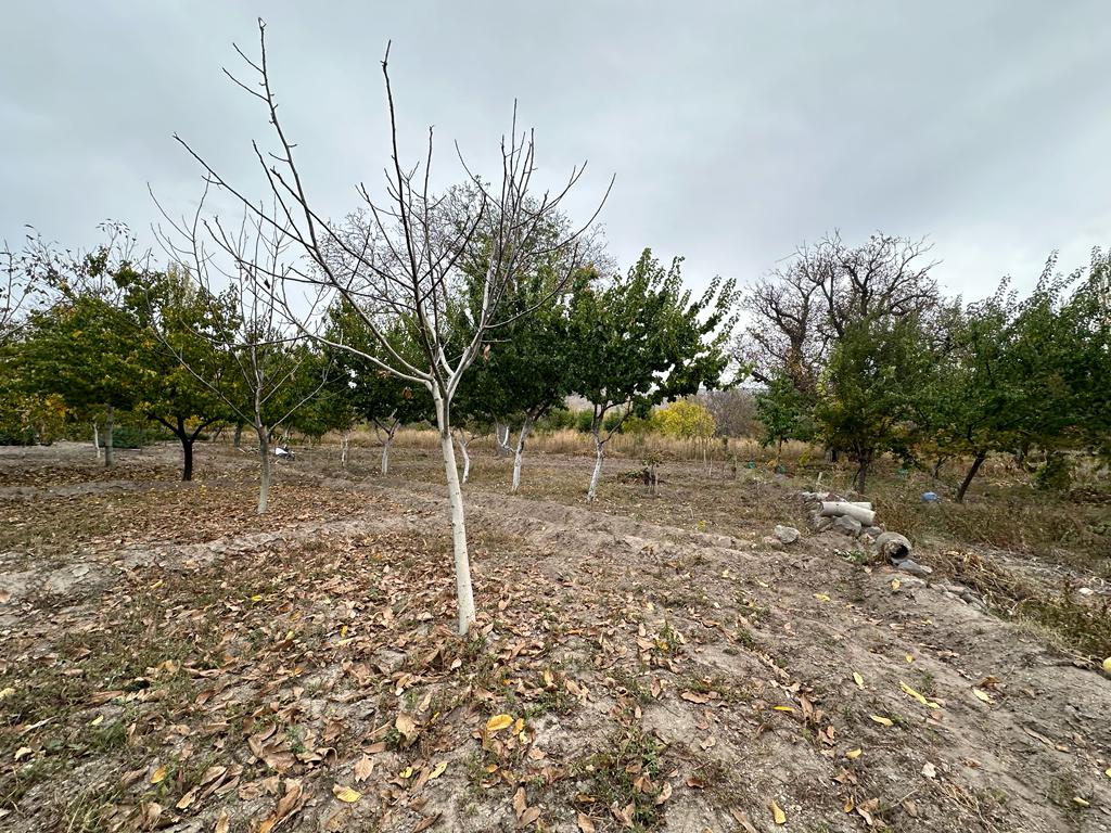 KAYSERİ DEVELİ GÜNEYAŞAĞI MAHALLESİ GEDİNE MEVKİNDE SATILIK BAHÇE
